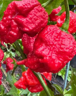 yellow accordion tomato seeds