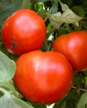 yellow accordion tomato seeds