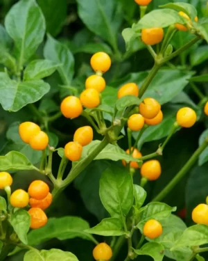 yellow accordion tomato seeds