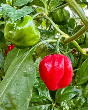 yellow accordion tomato seeds