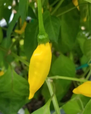 yellow accordion tomato seeds