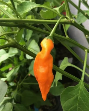 yellow accordion tomato seeds