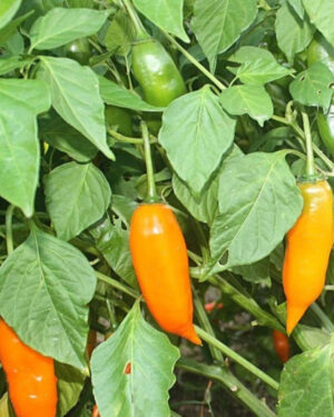yellow accordion tomato seeds