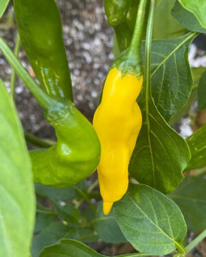 yellow accordion tomato seeds