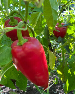 yellow accordion tomato seeds