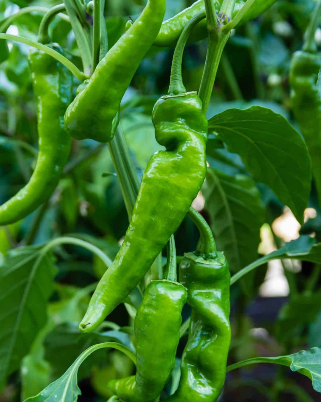 yellow accordion tomato seeds