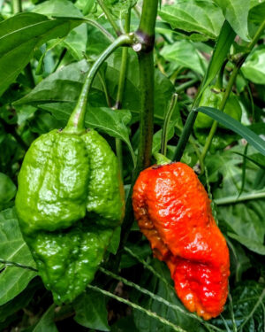 yellow accordion tomato seeds