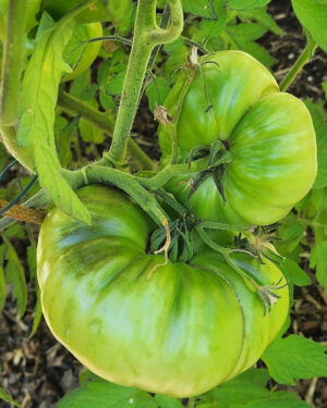 yellow accordion tomato seeds