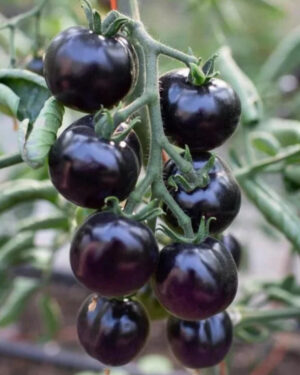 yellow accordion tomato seeds