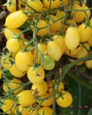 yellow accordion tomato seeds
