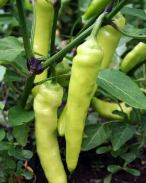 yellow accordion tomato seeds