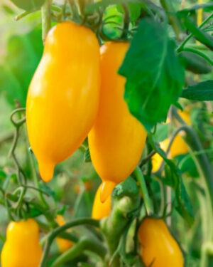 yellow accordion tomato seeds