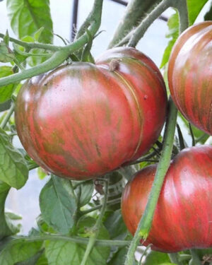 yellow accordion tomato seeds