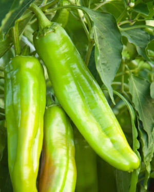 yellow accordion tomato seeds