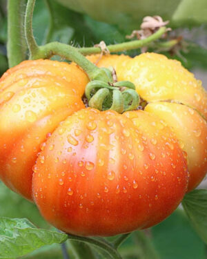 yellow accordion tomato seeds
