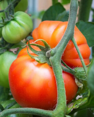 yellow accordion tomato seeds