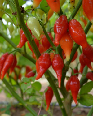 yellow accordion tomato seeds