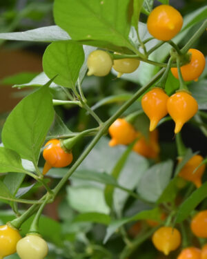 yellow accordion tomato seeds
