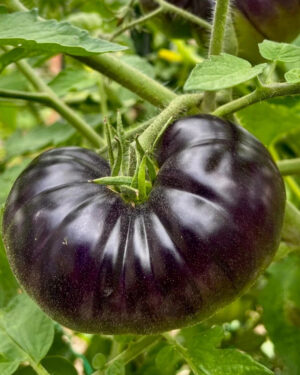 yellow accordion tomato seeds