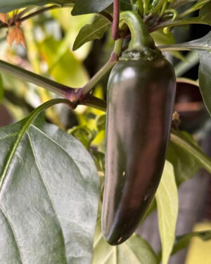yellow accordion tomato seeds