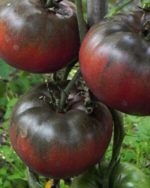 yellow accordion tomato seeds