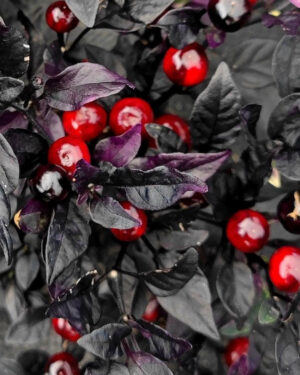 yellow accordion tomato seeds