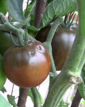 yellow accordion tomato seeds