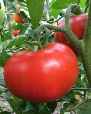 yellow accordion tomato seeds