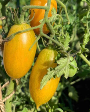 yellow accordion tomato seeds
