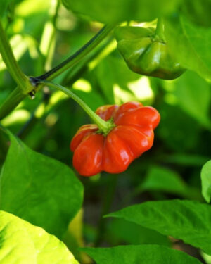 yellow accordion tomato seeds