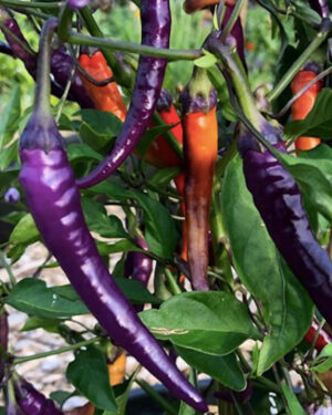 yellow accordion tomato seeds