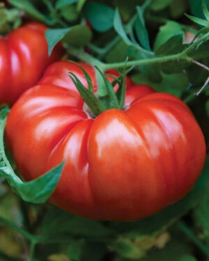 yellow accordion tomato seeds