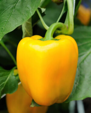 yellow accordion tomato seeds