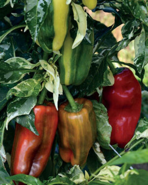 yellow accordion tomato seeds