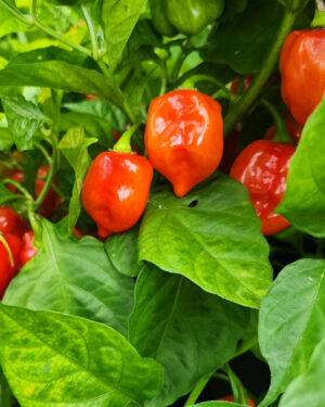 yellow accordion tomato seeds