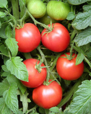 yellow accordion tomato seeds