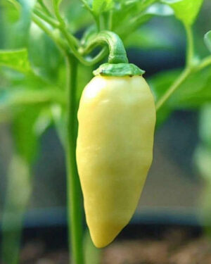 yellow accordion tomato seeds