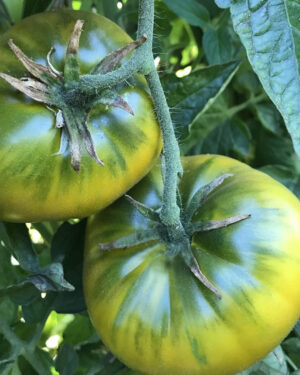 yellow accordion tomato seeds