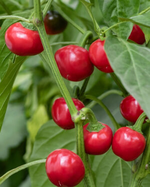 yellow accordion tomato seeds