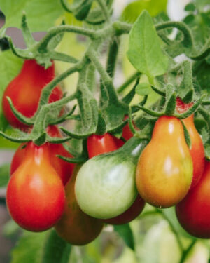 yellow accordion tomato seeds