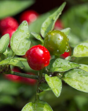 yellow accordion tomato seeds