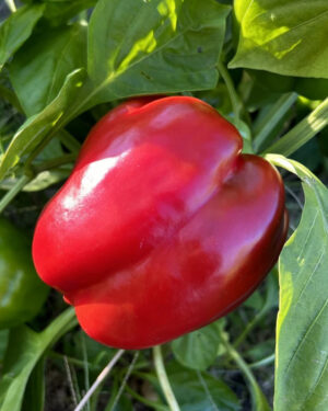 yellow accordion tomato seeds