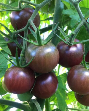 yellow accordion tomato seeds