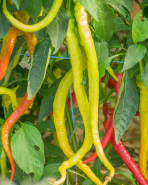 yellow accordion tomato seeds