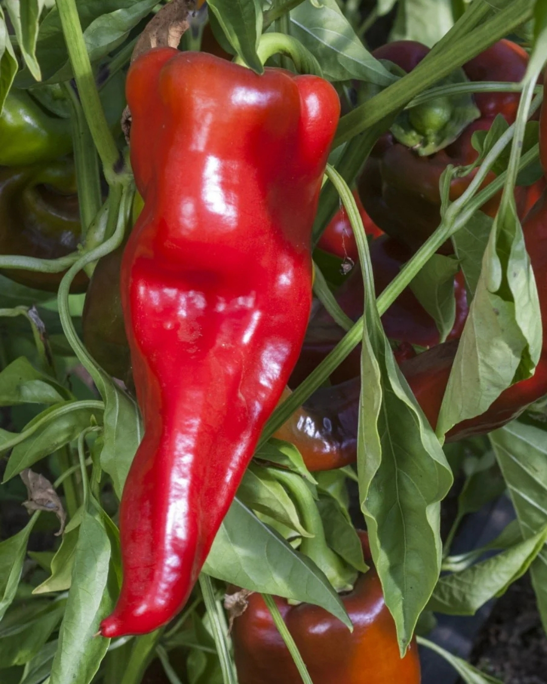 yellow accordion tomato seeds