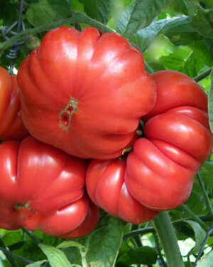 yellow accordion tomato seeds