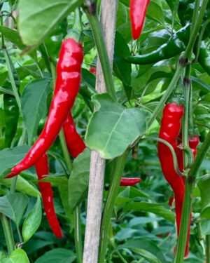 yellow accordion tomato seeds