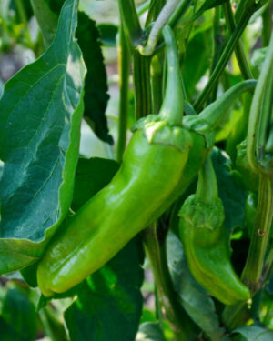 yellow accordion tomato seeds