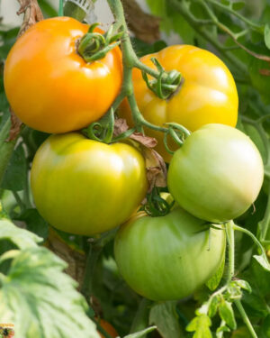 yellow accordion tomato seeds