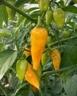 yellow accordion tomato seeds